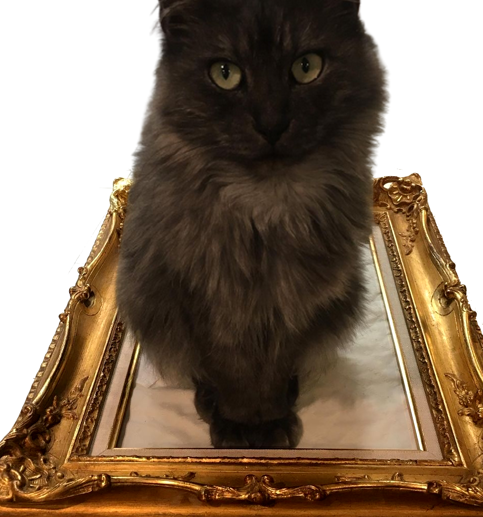 cat-header
